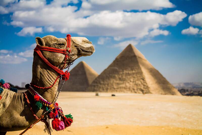 Camel in front of the Great Pyramids in Egypt